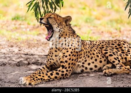 Mammifères / Cheetah dans Halls Gap Zoo, Victoria Australie. Le zoo de Halls Gap est le plus grand zoo régional et couvre une superficie de 53 acres.il est situé à t Banque D'Images