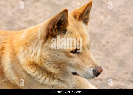 Portrait des mammifères / Dingo australien au zoo Halls Gap, Victoria Australie. Le zoo de Halls Gap est le plus grand zoo régional et couvre une superficie de 53 acres. Banque D'Images