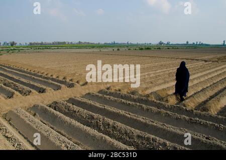 Une femme traverse un champ de maïs à Kasur, au Punjab, au Pakistan. Banque D'Images