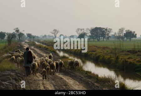 Un berger avec son troupeau de moutons passant par des champs de blé dans le district de Kasur du Punjab, au Pakistan. Banque D'Images