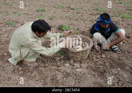 Asif Nazir et Muhammad Amir cueillant des pommes de terre dans un champ de pommes de terre fraîchement récolté dans le district de Sharaqpur dans la province du Punjab au Pakistan. Banque D'Images