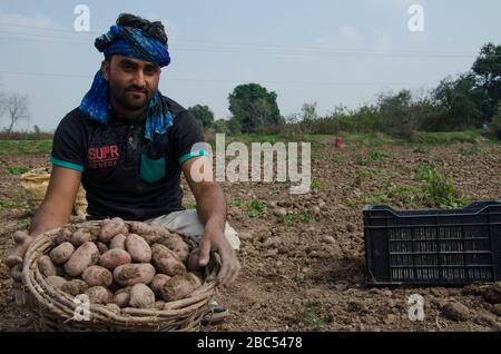 Muhammad Amir, un travailleur de terrain qui cueillit des pommes de terre dans un champ de pommes de terre fraîchement récolté dans le district de Sharaqpur dans la province du Punjab au Pakistan. Banque D'Images