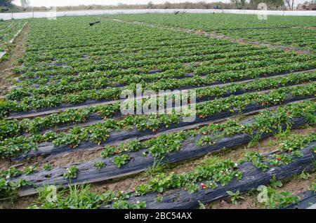 Un champ de fraises à Sharaqpur près de Lahore, au Pakistan. Banque D'Images