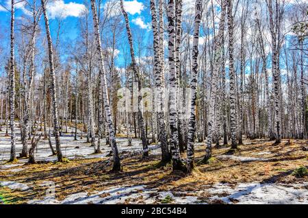 Début du printemps paysage dans la forêt de bouleaux blanc transparent avec des plaques de neige fondante, le jaune de l'herbe sèche et ciel bleu avec des nuages blancs - su Banque D'Images