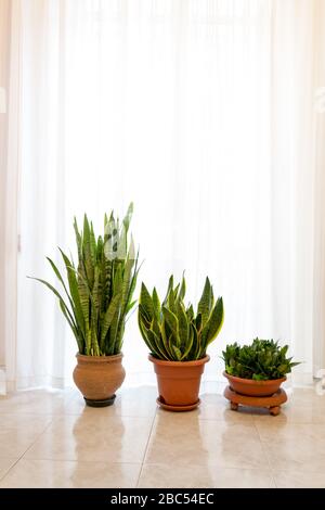 Trois belles plantes Sanseveria dans un intérieur blanc minimal, devant une fenêtre lumineuse avec rideau Banque D'Images