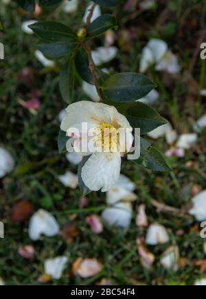 fleur de camellia de montagne. Plante d'evergreen de la famille des Theaceae. Camellia sinensis ou Tea Bush, à partir des feuilles dont la matière première pour la fabrication Banque D'Images