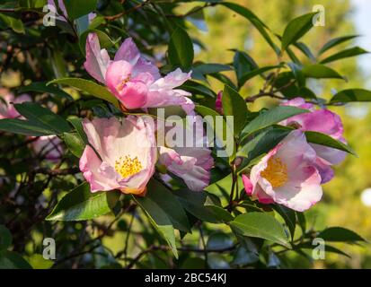 fleur de camellia de montagne. Plante d'evergreen de la famille des Theaceae. Camellia sinensis ou Tea Bush, à partir des feuilles dont la matière première pour la fabrication Banque D'Images