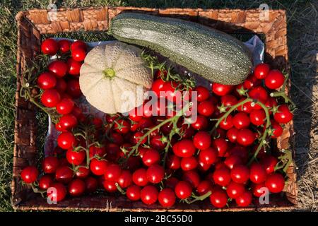 panier en osier avec tomates, courgettes et citrouilles Banque D'Images