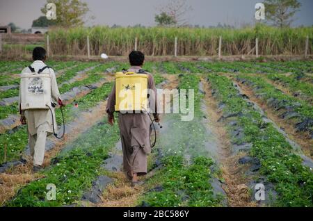 Deux travailleurs pulvérisent des pesticides sur les champs de fraises de ma Agri Farm à Faisalabad, au Pakistan. Banque D'Images