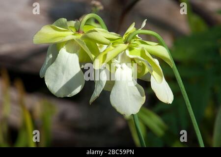 Sydney Australie, fleurs blanches d'une plante carnivore de sarracenia alata originaire d'Amérique du Nord Banque D'Images