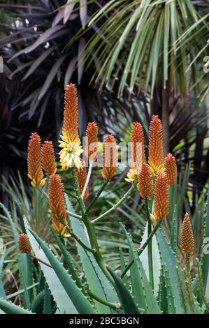 Sydney Australie, agave de poker chaud rouge fleuri dans le jardin Banque D'Images