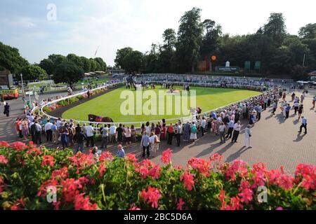 Les chevaux sont marchés autour de l'anneau de parade avant la pépinière Molesey Banque D'Images