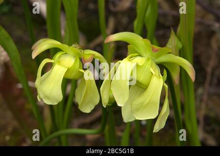 Sydney Australie, fleurs jaunes d'une sarracenia ou d'une plante pichet au soleil Banque D'Images