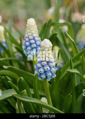 Gros plan sur un pic blanc allant de la fleur bleue à la jacinthe de raisin Muscari armeniacum 'montagne Lady' Banque D'Images