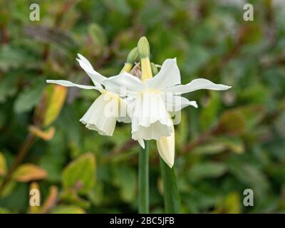 Un gros plan des fleurs blanches pures et mitrées des Narcisse Thalia Banque D'Images