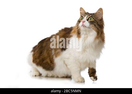 Chat domestique de cheveux longs isolé sur fond blanc Banque D'Images