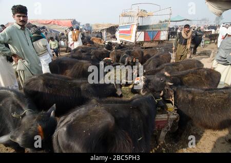 Bétail à vendre sur le marché hebdomadaire à Lahore, au Pakistan. Banque D'Images