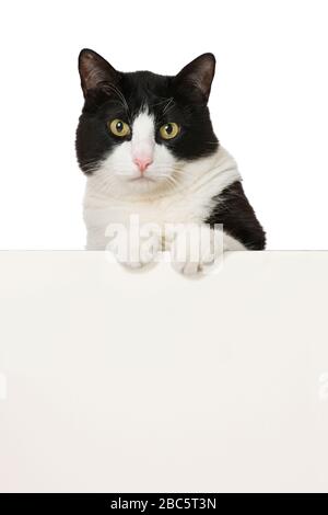 Chat noir et blanc regardant sur un mur Banque D'Images