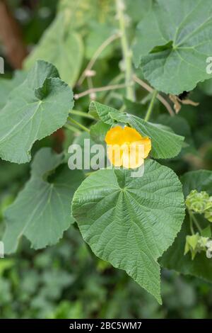 Petite fleur de nasturtium jaune dans le fond du jardin. Banque D'Images