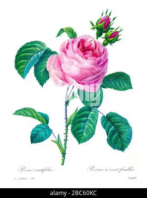 Peinture à la main du XIXe siècle illustration d'une rose de Provence rose, Cabbage rose, rose d'une centaine de pétales. Rosa centifolia. Par Pierre-Joseph Redoute. Publié dans choix des plus belles fleurs, Paris (1827). Par Redouté, Pierre Joseph, 1759-1840.; Chapuis, Jean Baptiste.; Ernest Panckoucke.; Langois, Dr.; Bessin, R.; Victor, fl. CA. 1820-1850. Banque D'Images