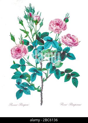 Peinture à la main du XIXe siècle illustration d'un rosier rose rose Rosier pompon. Rosa pomponia. Choix des plus belles fleurs, Paris (1827). Par Redouté, Pierre Joseph, 1759-1840.; Chapuis, Jean Baptiste.; Ernest Panckoucke.; Langois, Dr.; Bessin, R.; Victor, fl. CA. 1820-1850. Banque D'Images