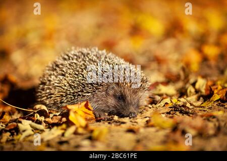 Hedgehog, erinaceus roumanicus en automne, gros plan Banque D'Images