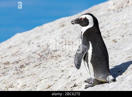 Afrique du Sud, West Cape False Bay, Garten route Banque D'Images