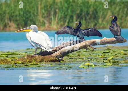 Dalmatien pélican et grands cormorans dans le delta du Danube, Roumanie Banque D'Images