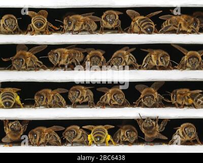 abeilles miel côte à côte dans une ligne, vue de face rapprochée, macro-shot de différentes positions d'abeilles à l'entrée de la ruche blanche. Banque D'Images