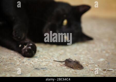 Souris attrapée par chat noir Banque D'Images