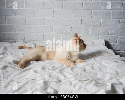 chat rouge blanc allongé sur un lit blanc contre un mur de brique, repos, travail indépendant de la maison, profession en ligne. Banque D'Images