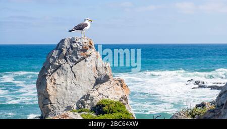 Afrique du Sud, Cap-Ouest, Afrique du Sud, Cap-Ouest, Hermanus Banque D'Images