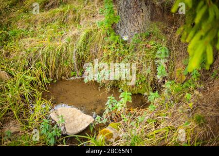 Source naturelle ou fontaine aux racines d'un arbre, eau sortant du sol Banque D'Images