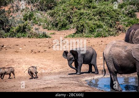 Addo Elephant National Park, Addo, Cap oriental, Afrique du Sud Banque D'Images