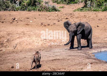 Addo Elephant National Park, Addo, Cap oriental, Afrique du Sud Banque D'Images