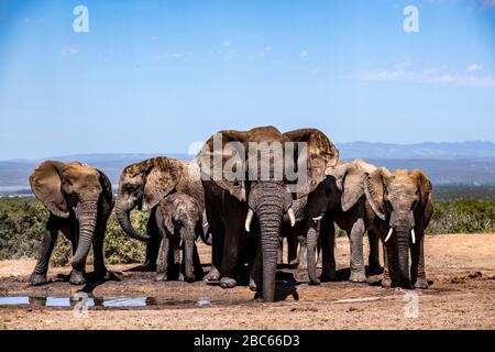 Addo Elephant National Park, Addo, Cap oriental, Afrique du Sud Banque D'Images