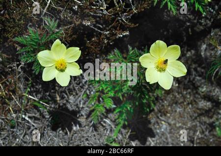 Autriche, Tyrol, anémone alpine Banque D'Images