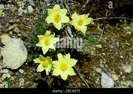 Autriche, Tyrol, anémone alpine Banque D'Images