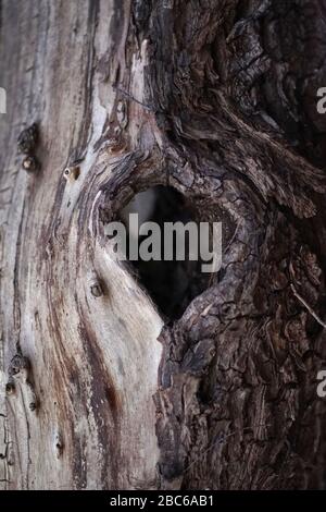 Trou d'arbre en forme de coeur dans l'ancien tronc d'arbre mort Banque D'Images