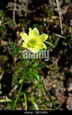 Autriche, Tyrol, anémone alpine jaune Banque D'Images