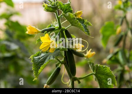 Au sentier Salad dans le sud d'Israël Banque D'Images