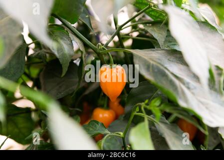 Au sentier Salad dans le sud d'Israël Banque D'Images