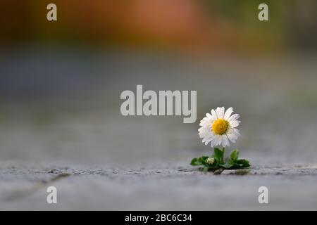 Marguerite commune, petite fleur recouverte de gouttelettes d'eau, qui pousse dans les fissures de dalles de pierre sur un fond coloré flou Banque D'Images