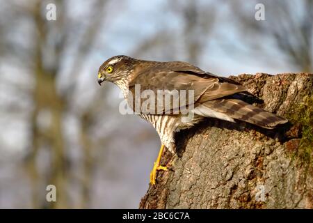 Un sparrowak eurasien, un oiseau de proie sur un tronc d'arbre, en regardant attentivement Banque D'Images