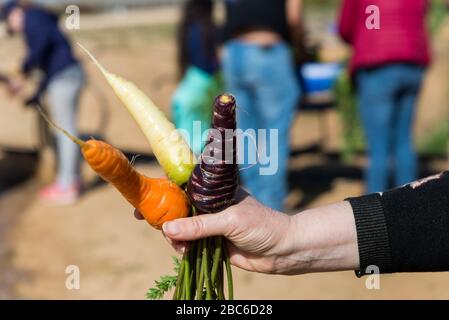 Au sentier Salad dans le sud d'Israël Banque D'Images