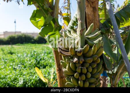 Au sentier Salad dans le sud d'Israël Banque D'Images