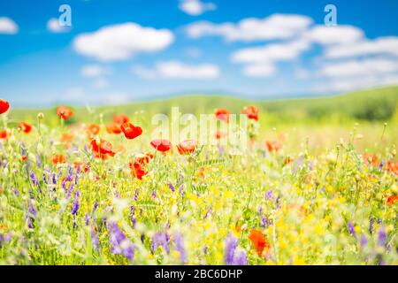 Le coquelicot fleurit le ciel. Beau champ de fleurs de pavot au printemps. Un pré d'été abstrait flou avec des fleurs lumineuses. Superbe été nature en gros plan Banque D'Images