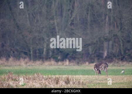 Cerf de fpermis (Dama dama) sur un pré dans la zone de protection de la nature Moenchbruch près de Francfort, Allemagne. Banque D'Images