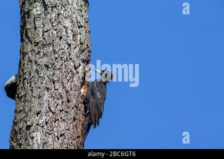 Pic noir (Dryopus martius) à son trou de nidification dans la zone de protection de la nature Moenchbruch près de Francfort, Allemagne. Banque D'Images