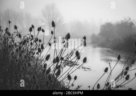 Le noir et le blanc se ruent sur la rive de la rivière Welland, par une journée brumeuse Banque D'Images